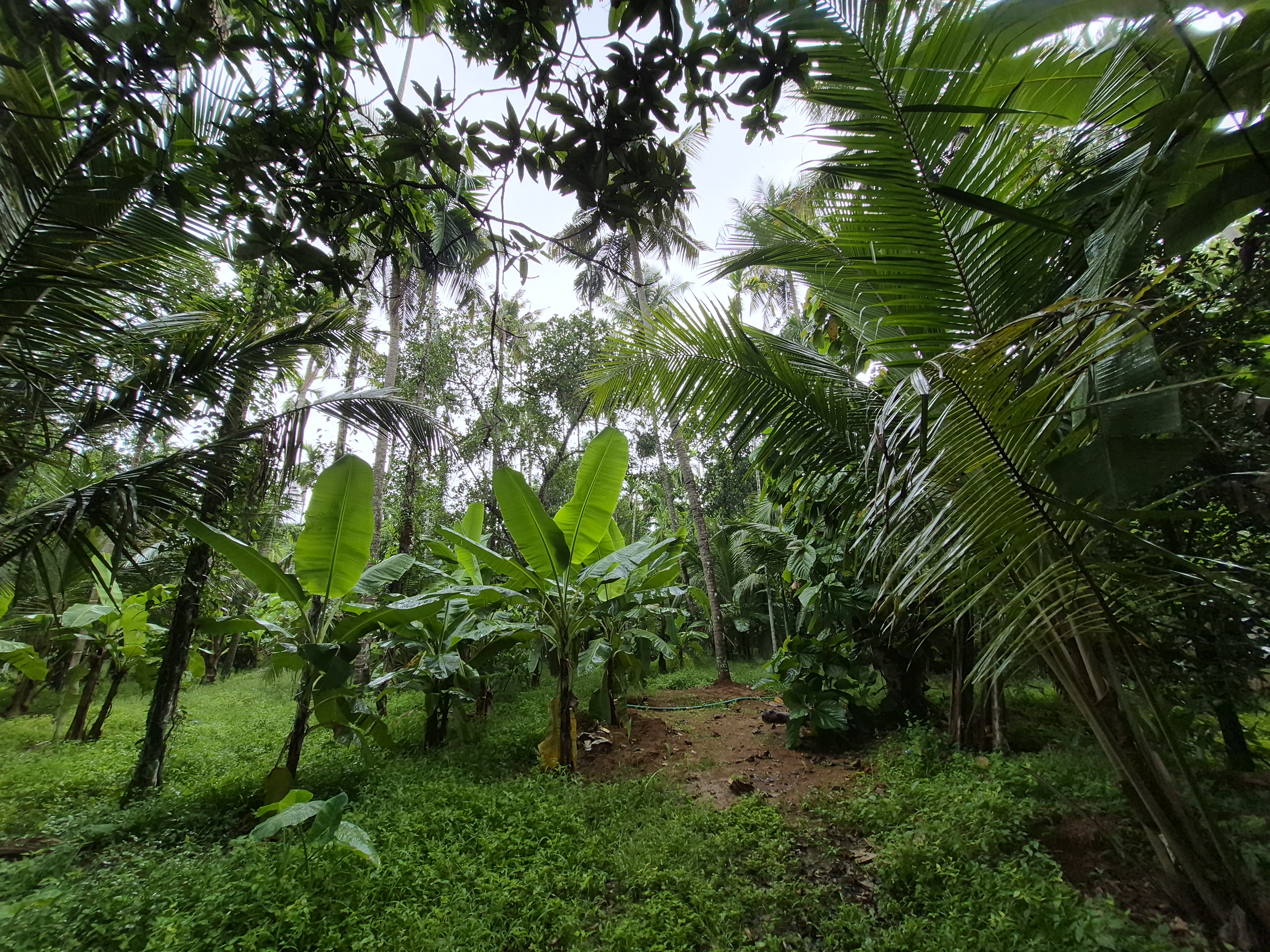 THRISSUR MOORKKANADU LAND FOR SALE | 36.25 CENT | NO FLOOD AREA | TEMPLE NEAR CHURCH NEAR