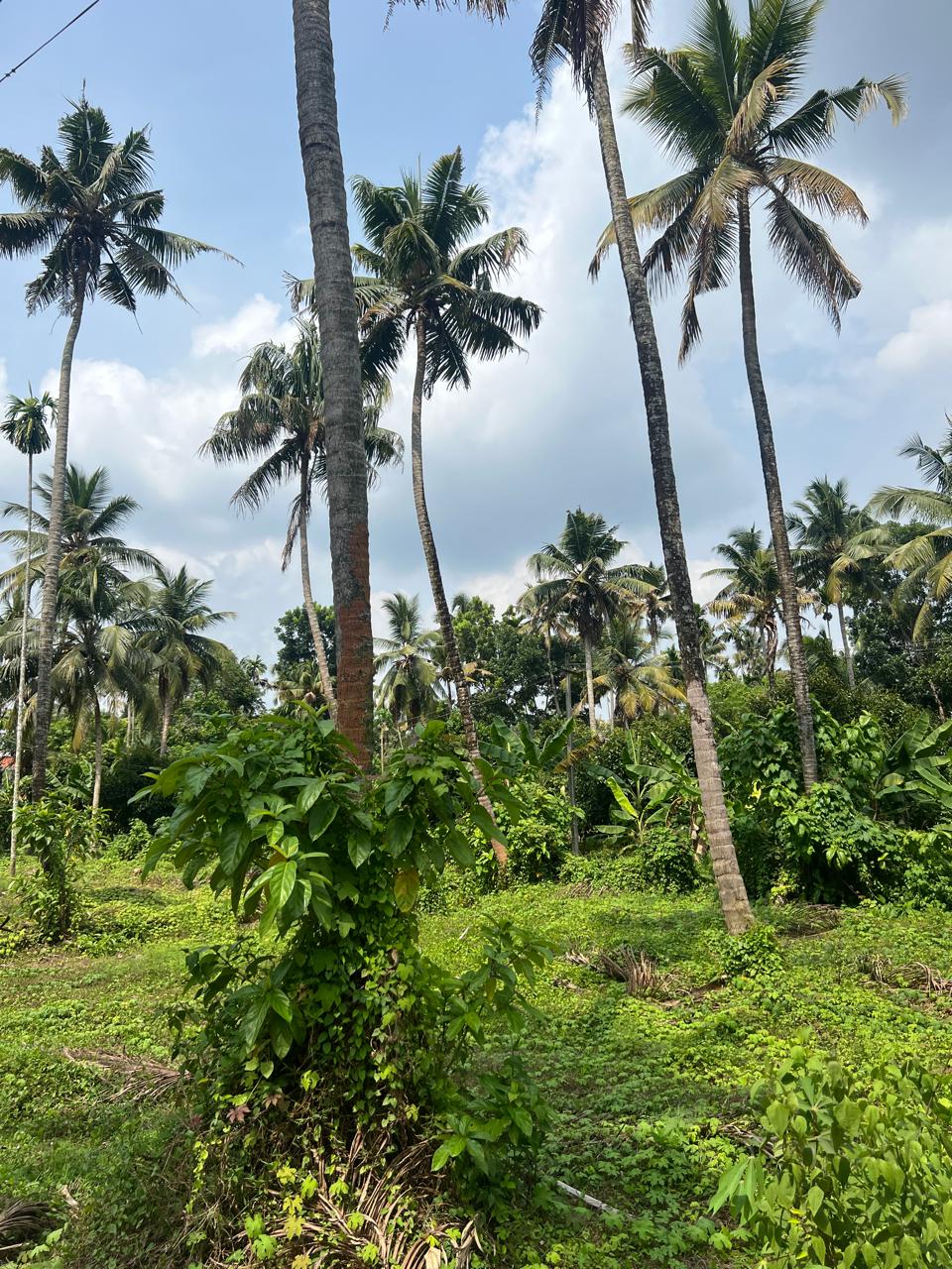 CHALAKUDY | LAND FOR SALE 