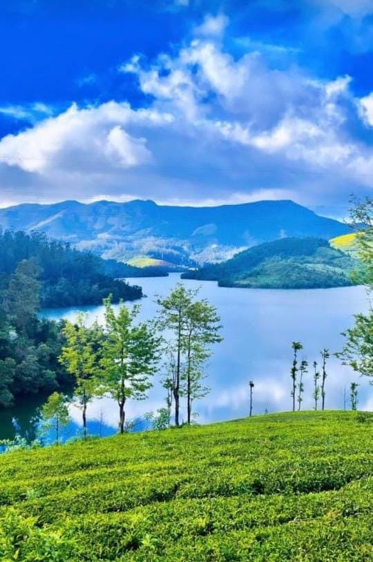 TEA ESTATE AND RESORT FOR SALE | OOTY