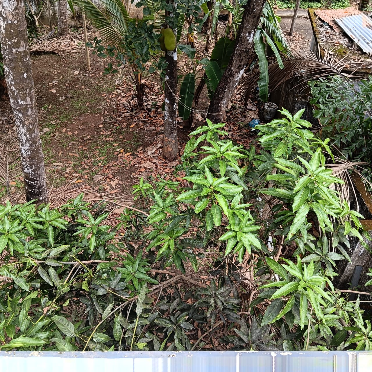 Small Image