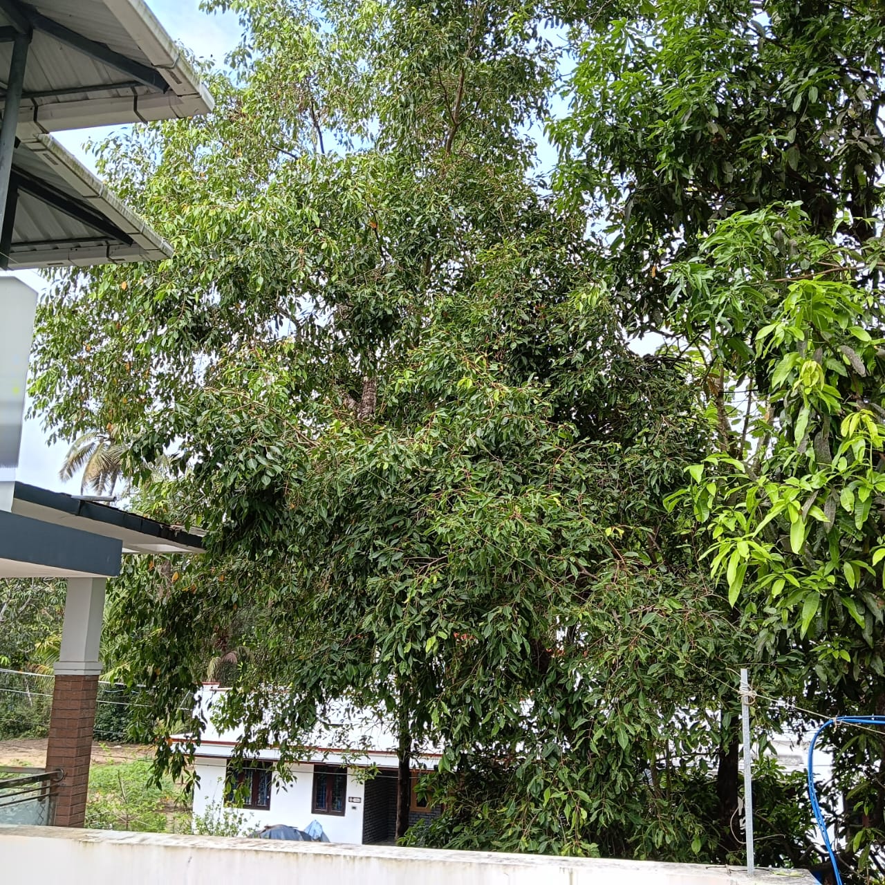 Small Image