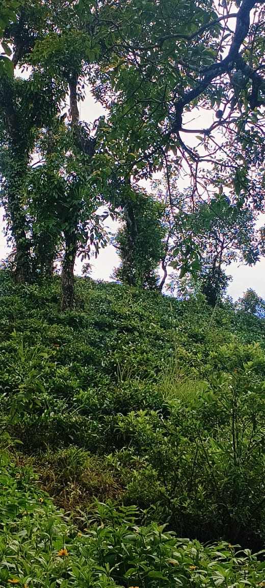 Small Image
