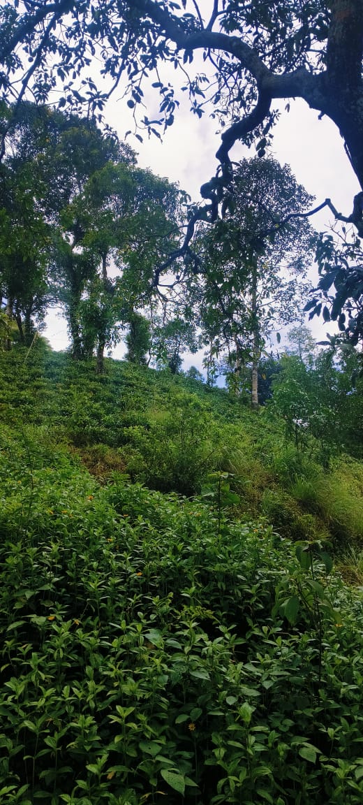 Small Image