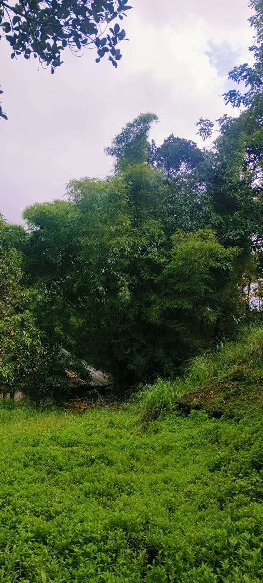 Small Image