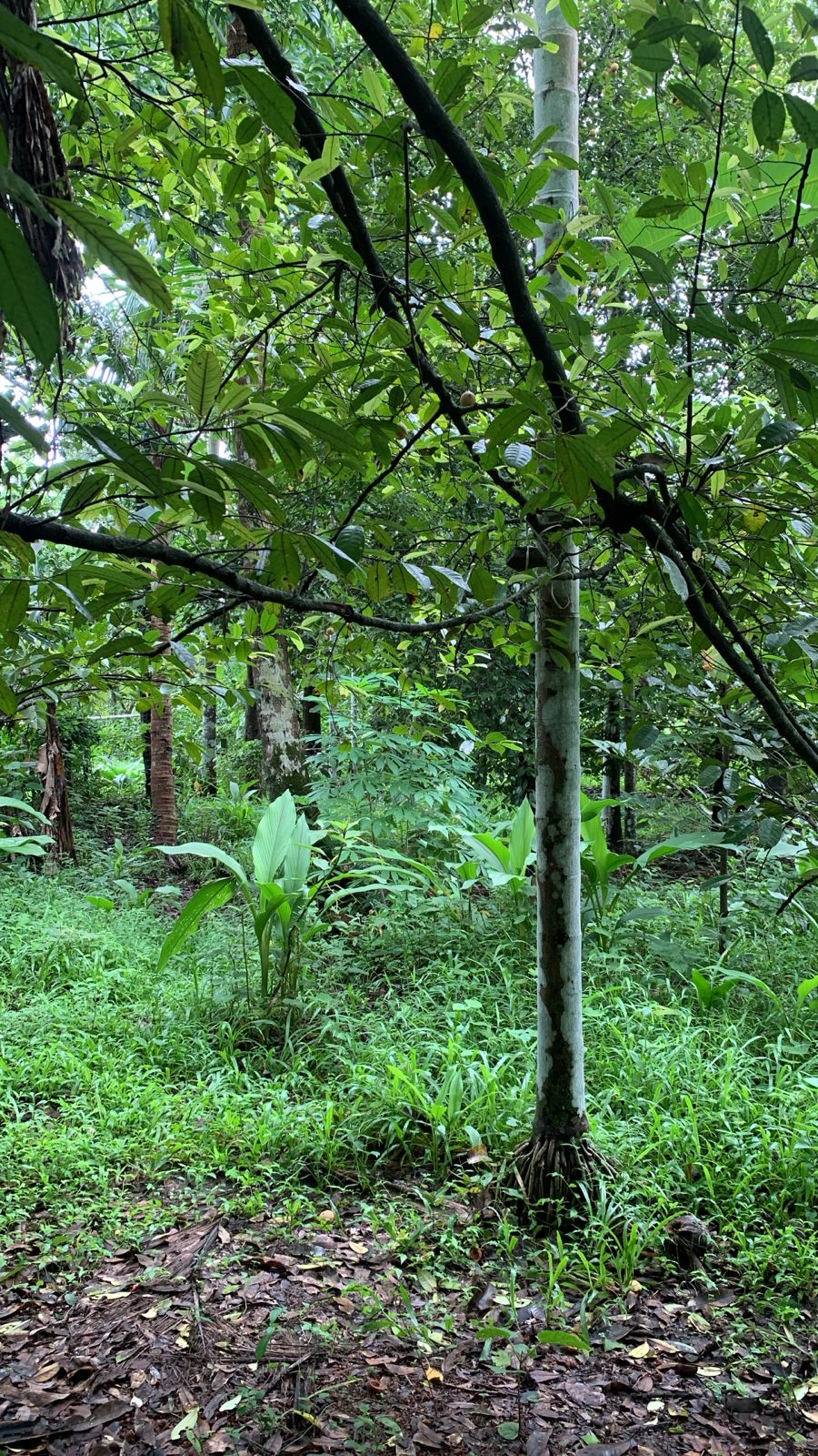 LAND FOR SALE | THRISSUR | MALA 