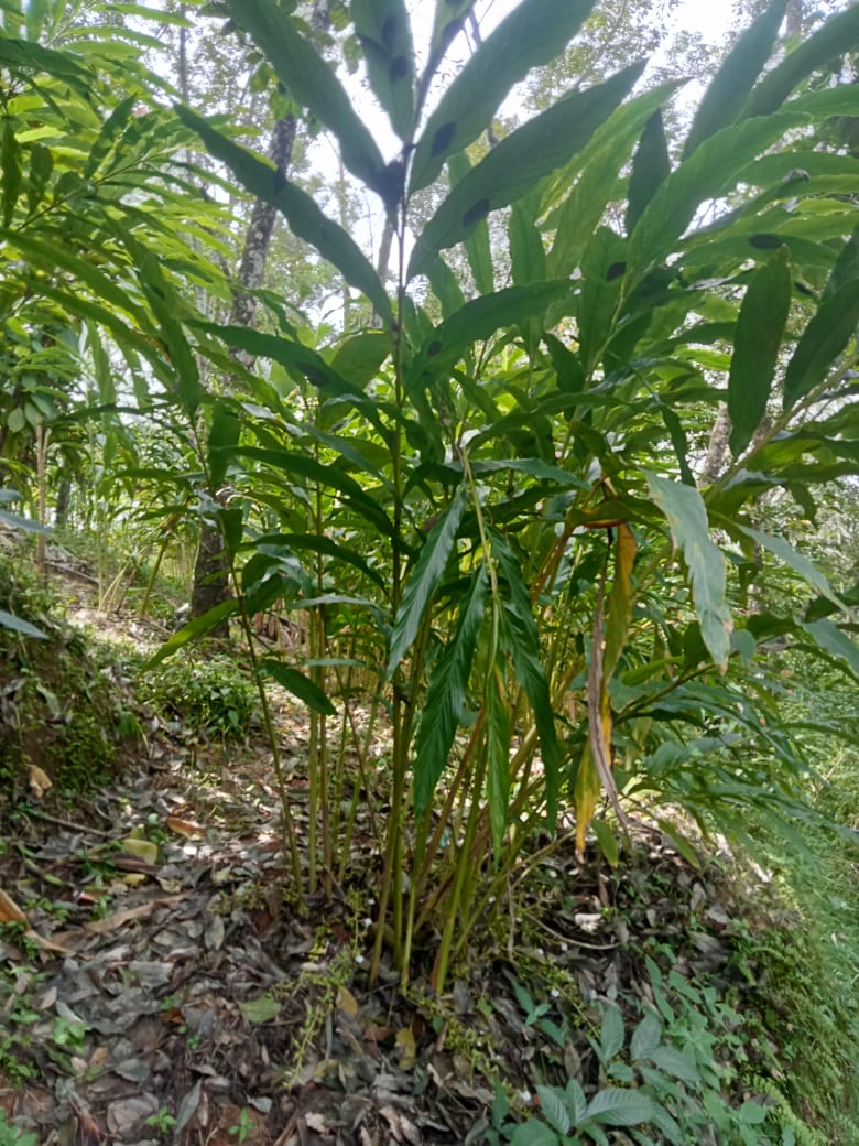 Small Image