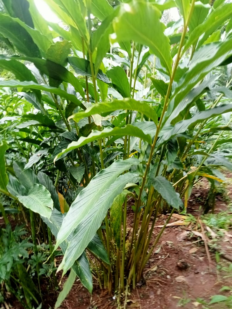 Small Image