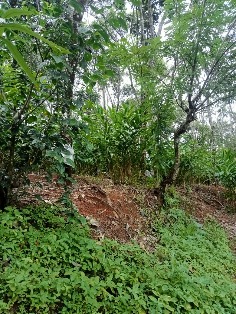Small Image