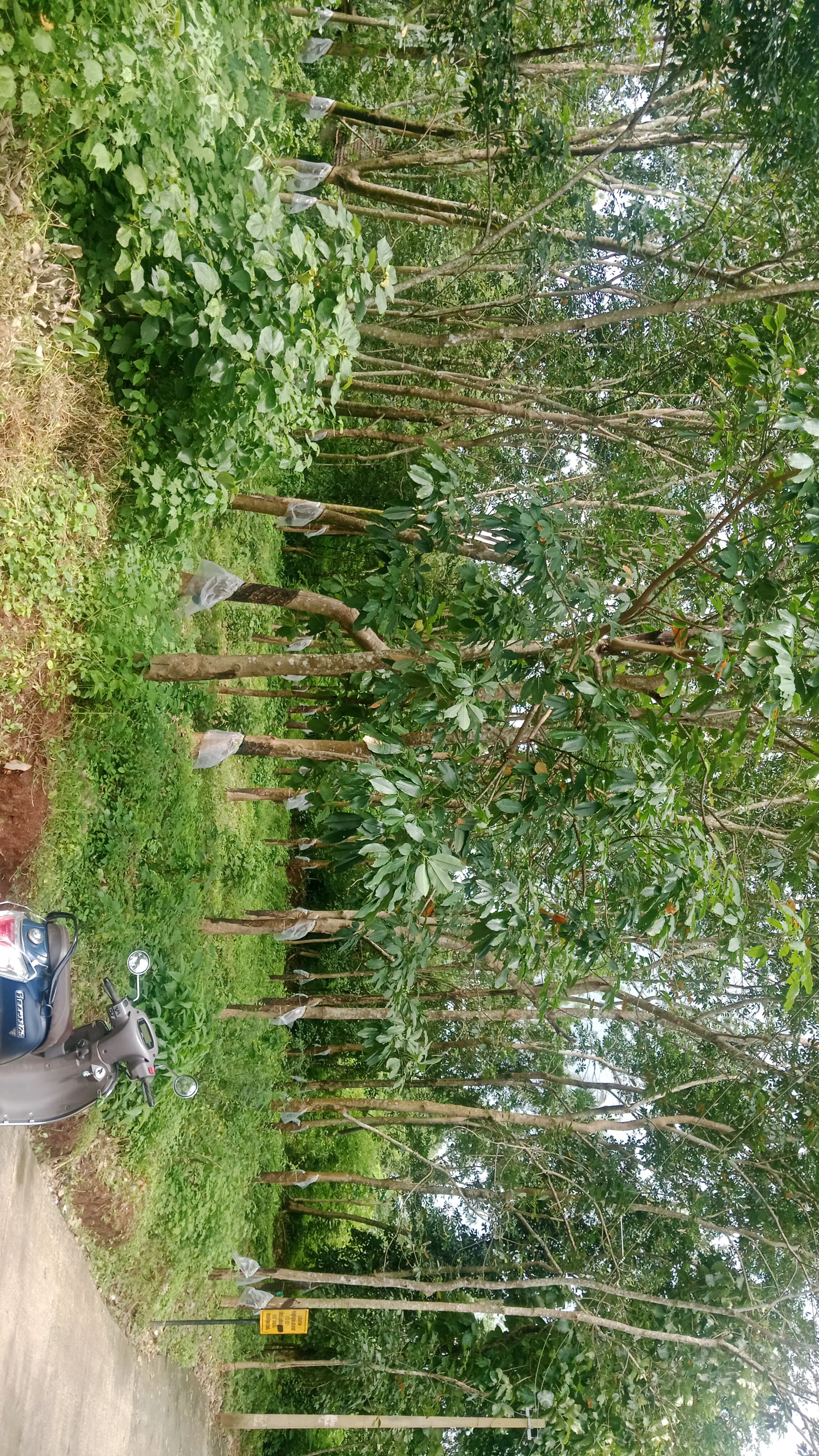Small Image