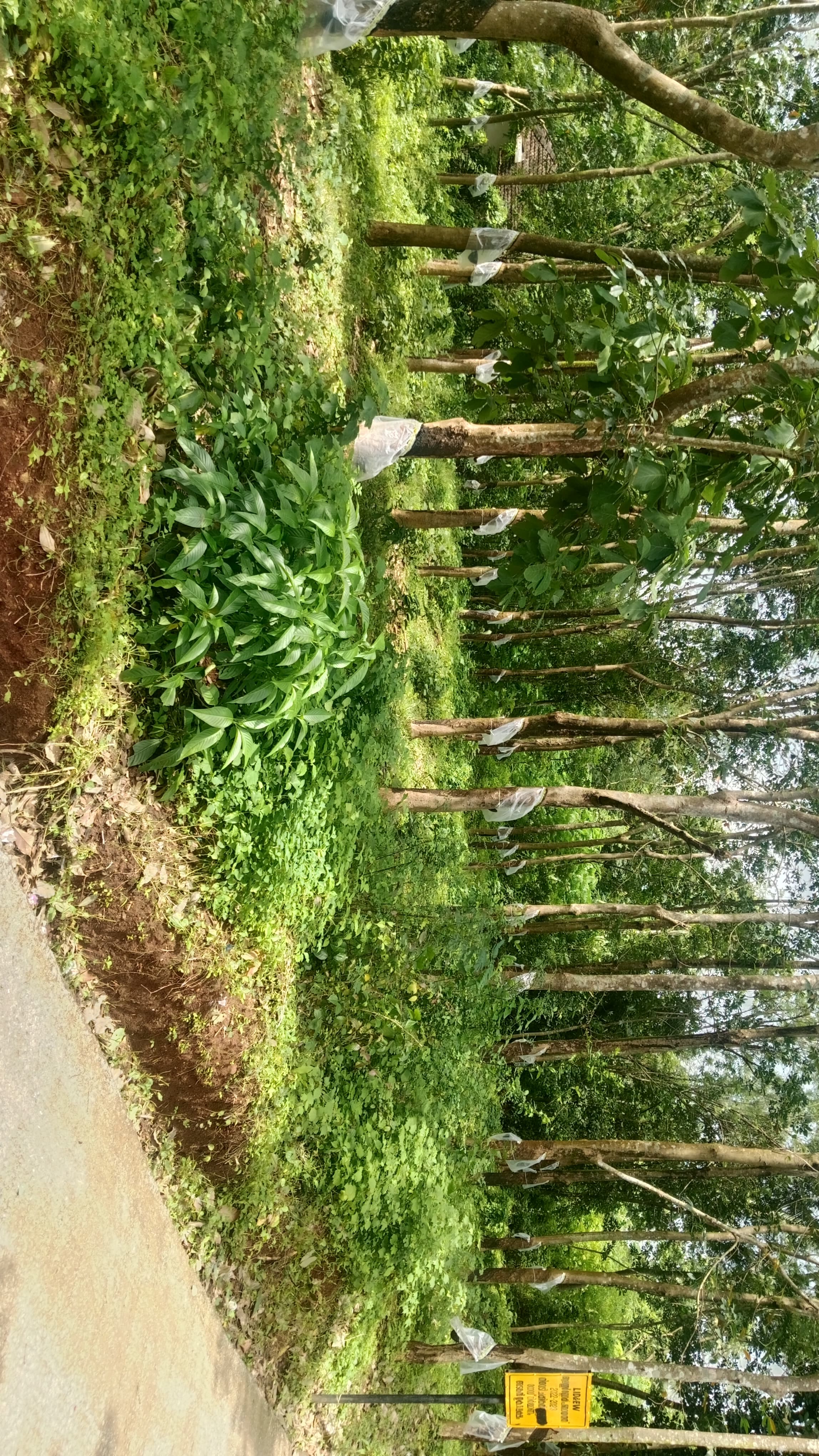 Small Image
