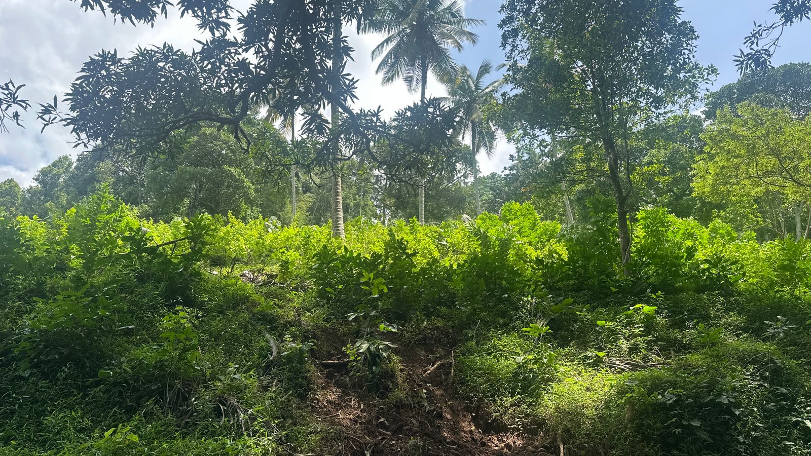 Small Image