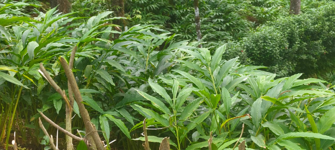 KATTAPPANA | LAND FOR SALE | 66 ACRE LAND | BANGALOW | SUFFICIENT WATER | #idukki