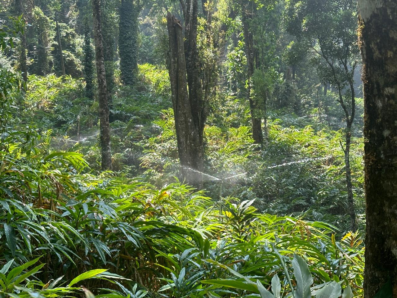 WAYANAD | LAND FOR SALE | 292 ACRE CARDAMOM | 5 ACRE COFFEE | HIGHWAY FRONTAGE |