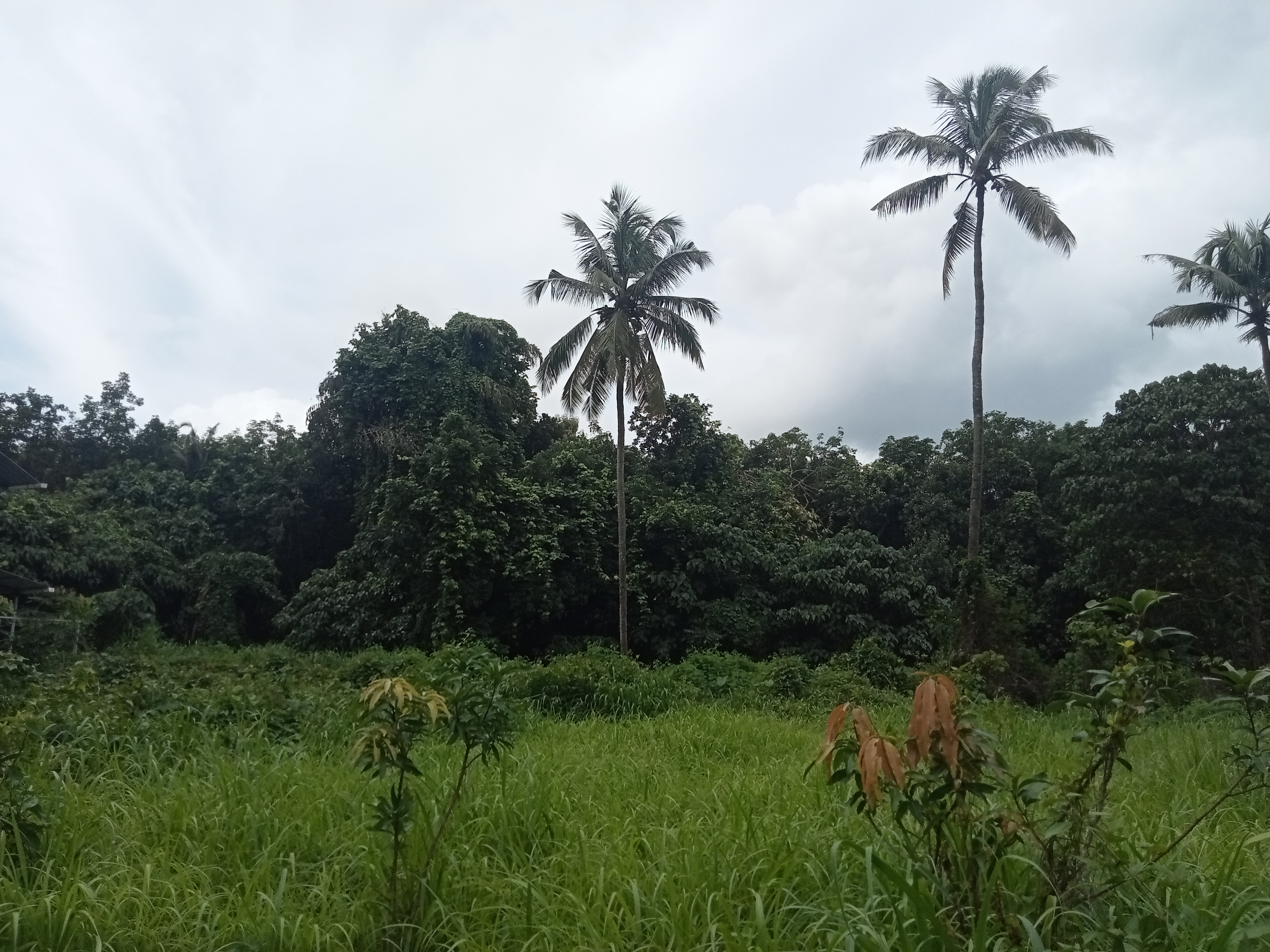 LAND FOR SALE IN CHIRAKKAKODE , MANNUTHY , THRISSUR