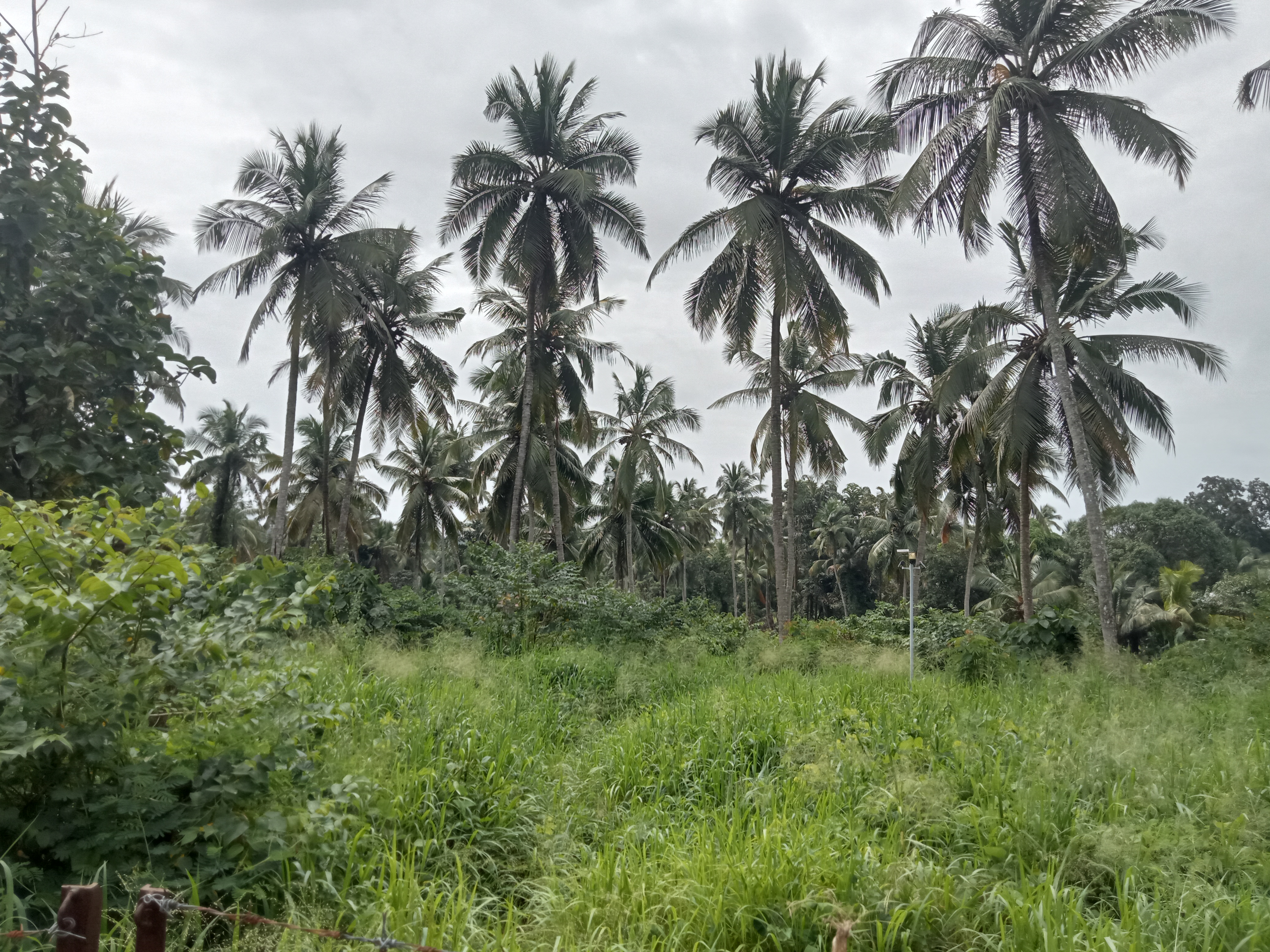 KUNNAMKULAM | 2.30 ACRE LAND FOR SALE | 130 COCONUT TREE |