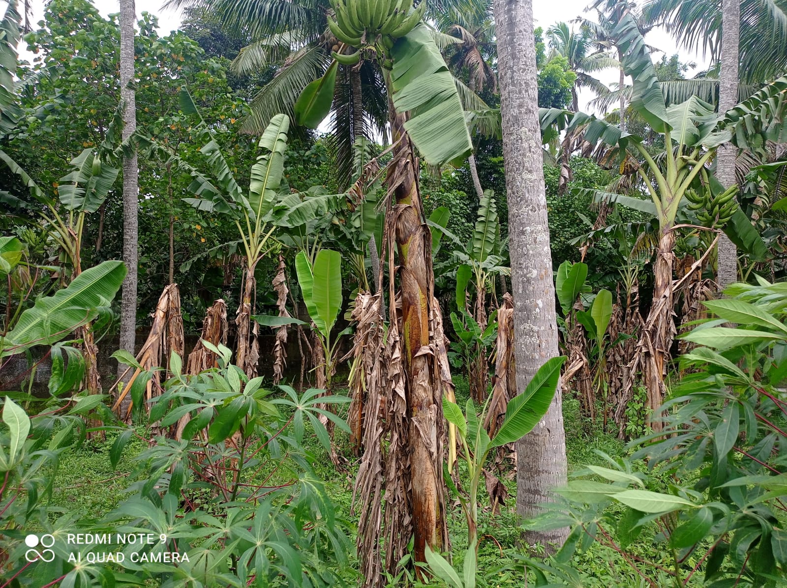TVM-kariyodu - 9747858495