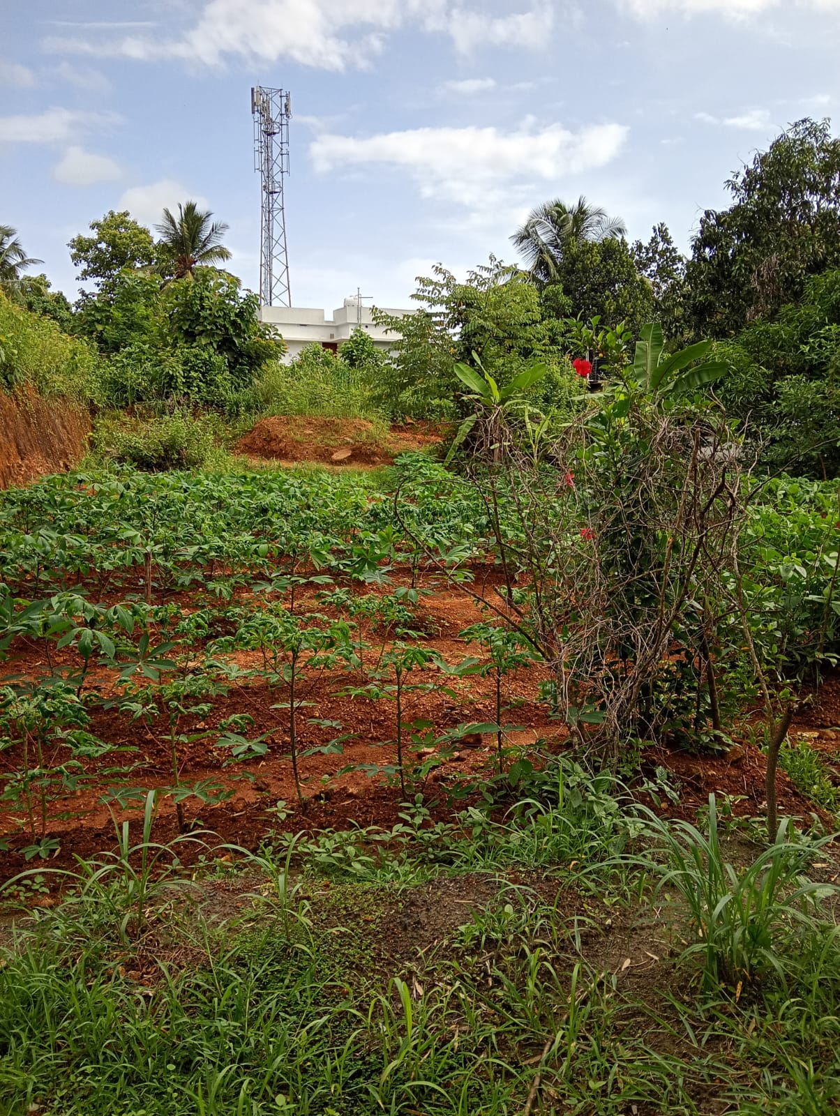 THRISSUR NELLUVAI | LAND FOR SALE | 10 CENTS | 7 METERS FROM BUS ROUTE | ALL FACILITIES NEARBY |