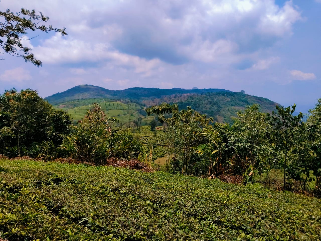 VAGAMON PULLIKKANAM LAND FOR SALE | 47.5 CENT | SUPER VIEWS 