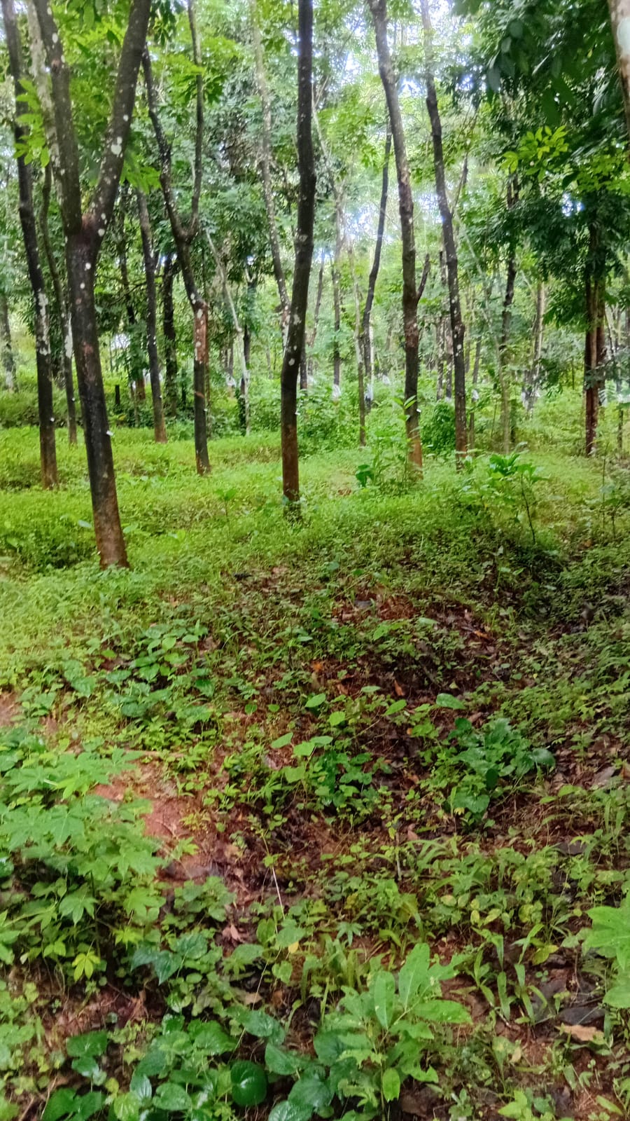 MULLURKARA THRISSUR | LAND FOR SALE |10 CENT | 3 SIDE TAR ROADS | MULLURKARA RAILWAY STATION NEAR