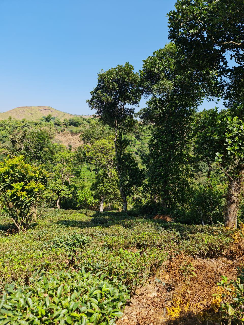 VAGAMON | LAND 