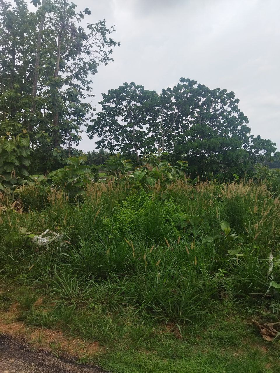Small Image