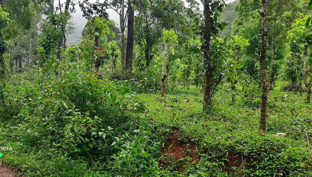 MUNNAR | LAND AND HOUSE FOR SALE | 7.5 ACRE | 1400 SQFT HOUSE | 