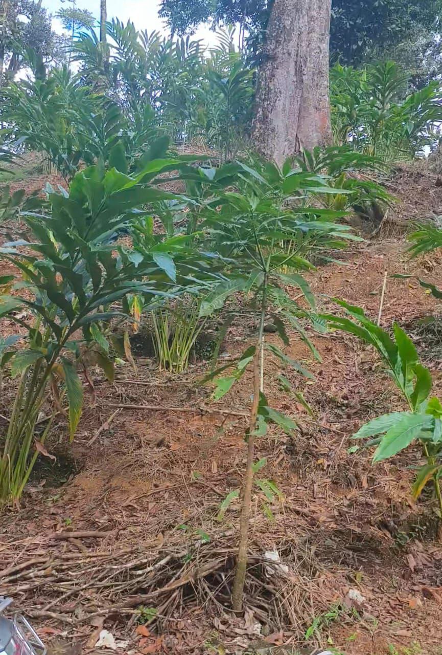 MUNNAR KALLAR | LAND FOR SALE , ELA PATTAYAM ( CHR ) | 30 ACRE LAND | ROAD , WATER | PEPPER CARDAMOM