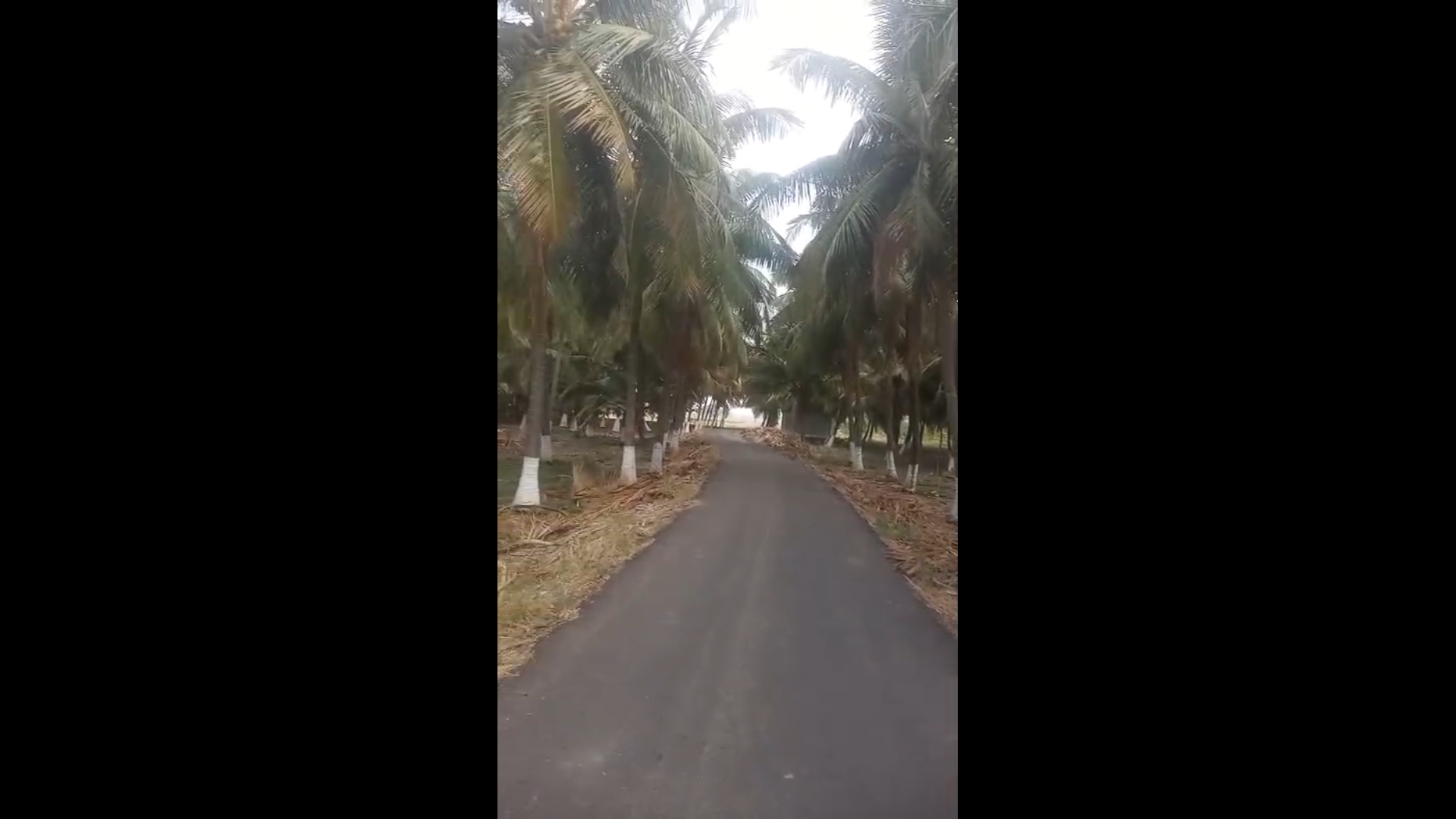 PALANI | COCONUT FARM FOR SALE | 1.5 ACRE | ROAD FRONTAGE |